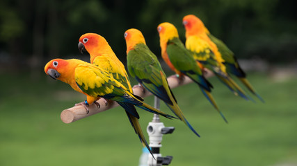 Colourful of yellow parrot with green wings, sitting on a wood stick on natural background. 