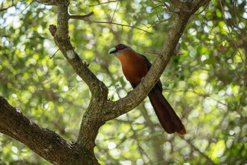 chestnut breasted malkoha is perched and watchful