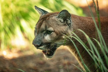 Florida panther is on the prwol