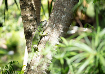 iguana climbing tree to safety and dinner