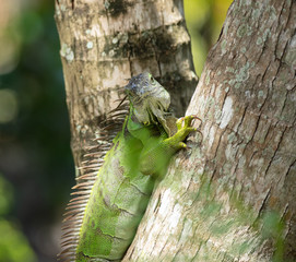 iguana has spotted you and is watchful
