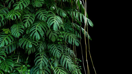 Green leaves of native Monstera (Epipremnum pinnatum) liana plant growing in wild climbing on jungle tree trunk, the tropical forest plant evergreen vines bush on black background with clipping path. - obrazy, fototapety, plakaty