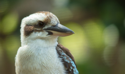 kookaburra gets a side profile shot