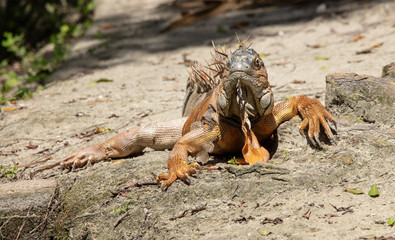 large iguana basking in the sun has spotted you
