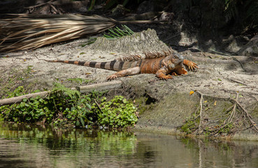 adult iguana is sunning on the banks of the everglades