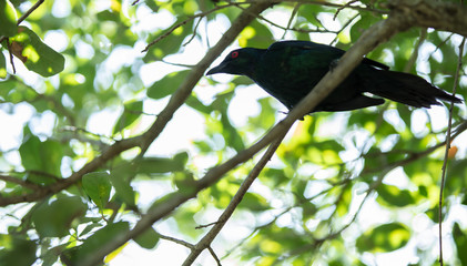 metallic starling is perched and watchful