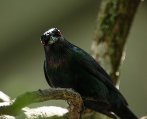 metallic starling has spotted you