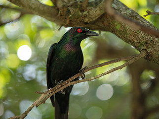 metallic starling is perched at sunset