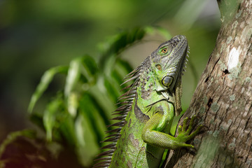 adult green iguana crawls up his tree to safety