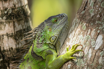 green iguana gets a side profile shot