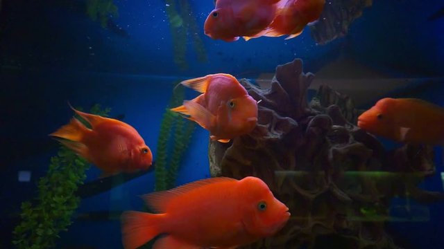blood parrot cichlid or parrot cichlid, big beautiful red fish in the water