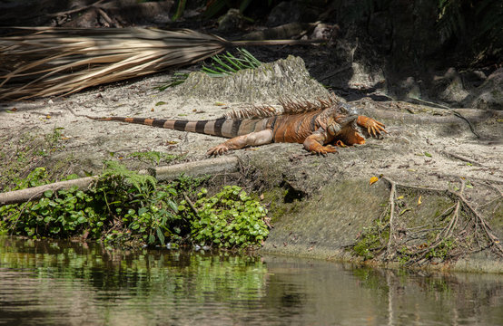 adult iguana is sunning on the banks of the everglades - Powered by Adobe