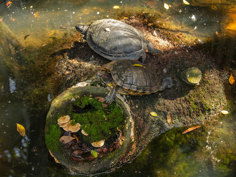 pair of painted turtles enjoying some shade on a hot day