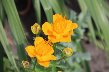 Colour In The Garden, Fort Edmonton Park, Edmonton, Alberta