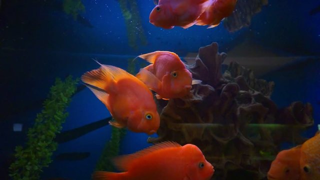 blood parrot cichlid or parrot cichlid, big beautiful red fish in the water
