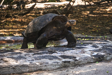 Galapagos land turtle on Isabela island