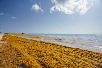 Punta Cana, Dominican Republic - June 17, 2018: : sargassum seaweeds on ocean beach in Bavaro, Punta Cana. Due to global warming, the altered ocean current bring sargasso to Dominican Republic coast.