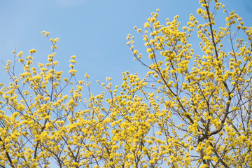 Cornus officinalis sieb.