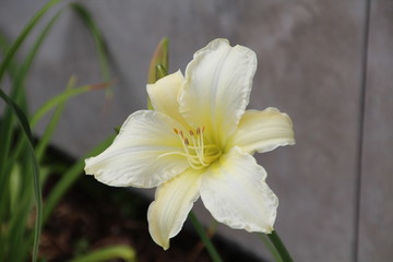 Pale Lily, University Of Alberta Botanic Gardens, Devon, Alberta