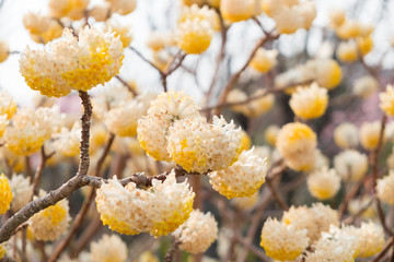 Edgeworthia chrysantra Lindl.
