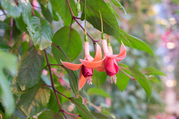 fuchsia magellanica flower in the garden.