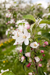 flower of a fruit tree