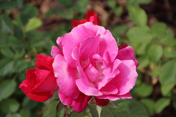 Wild Roses, University Of Alberta Botanic Gardens, Devon, Alberta
