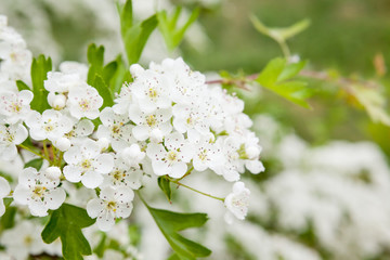 bush full of white flowers