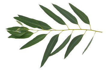 Isolated eucalyptus leaves on white background. Clipping path