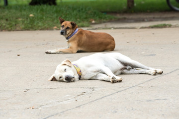 two street dogs