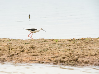 Black winged stilt