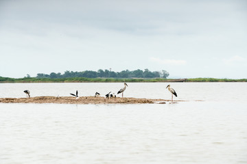An Asian openbill and Black winged stilt