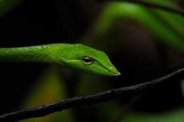 Green Vine Snake