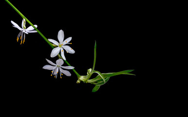 an St Bernard's lily