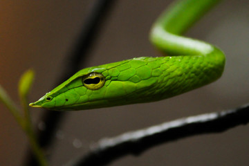 Green Vine Snake