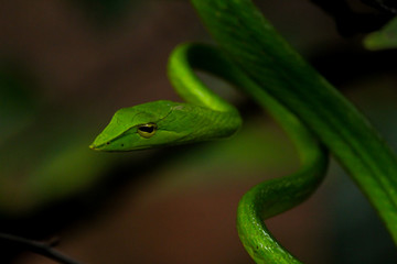 Green Vine Snake