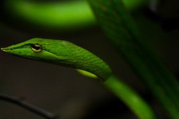 Green Vine Snake