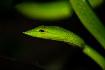 Green Vine Snake
