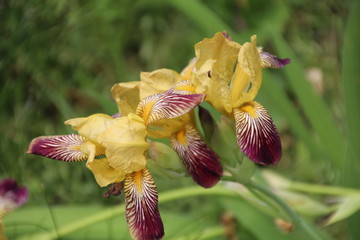 Irises In Bloom, University Of Alberta Botanic Gardens, Devon, Alberta