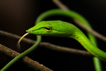 Green Vine Snake