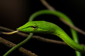 Green Vine Snake