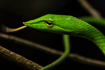 Green Vine Snake