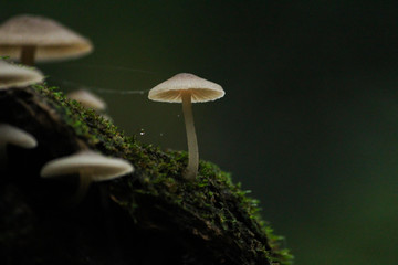 Mushroom