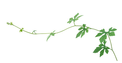 Fototapeta premium vine plant climbing isolated on white background. Clipping path