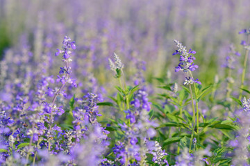 lavender flower beautiful in nature