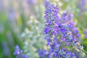 lavender flower beautiful in nature