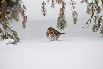 Fox sparrow bird taking cover under an evergreen tree in a winter snow storm