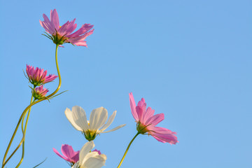 Fototapeta na wymiar Pink of cosmos flower field with blue sky and cloud background