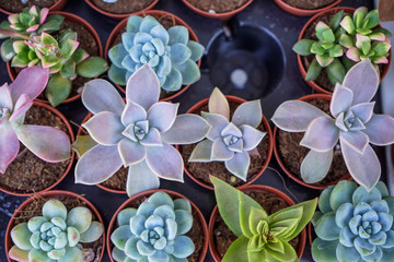 Shades of vintage green Kalanchoe, succulent plant, in brown pot on blurred black table background, top view, selective focus