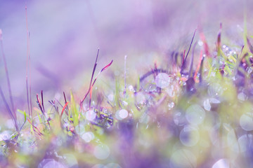 Fototapeta na wymiar Meadow flowers purple color tone beautiful fresh in soft warm light. Vintage autumn landscape blurry nature background